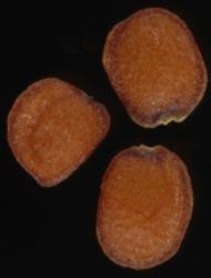 Cardamine hirsuta. Seeds.
 Image: P.B. Heenan © Landcare Research 2019 CC BY 3.0 NZ
